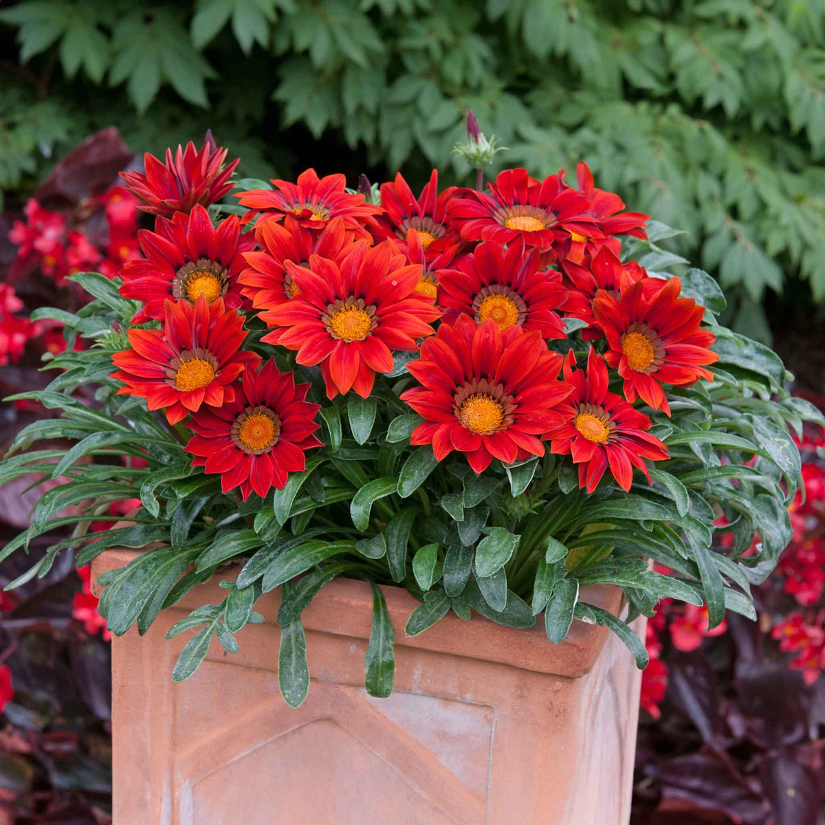 Gazania Plant 'New Day Red Shades' | Buy Gazania Plants Online ...