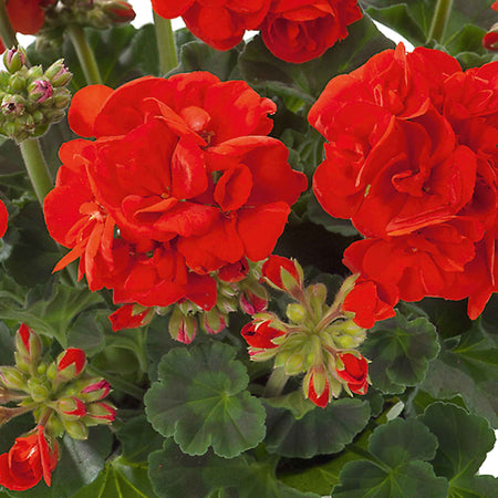 Geranium Plant 'Friesia Red'