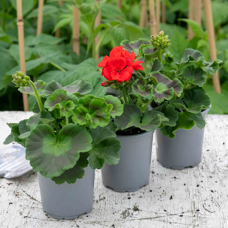 Geranium Plant 'Friesia Red'