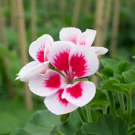 Geranium Plant 'Smart Splash White Eye'