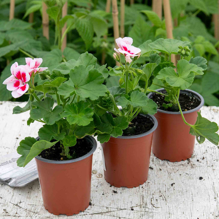 Geranium Plant 'Smart Splash White Eye'