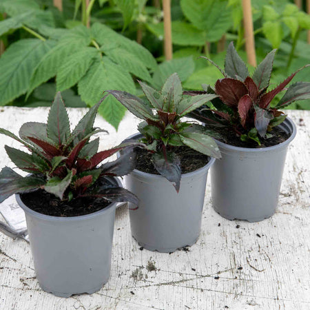 Impatiens Plant Clockwork 'Bicolour Lilac Dark Leaf'