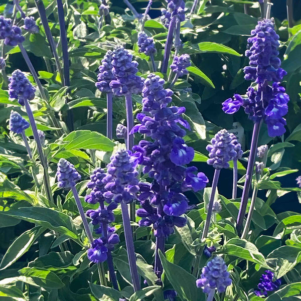 Salvia Plant 'Sallyfun Deep Ocean'