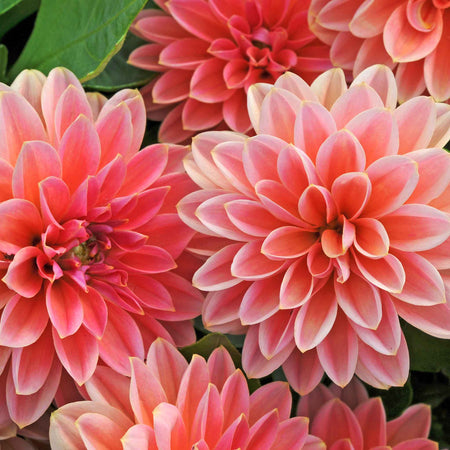 Dahlia Plants 'Dahlietta Surprise Lily'