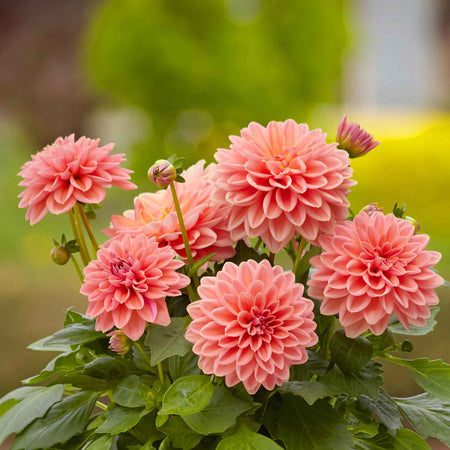 Dahlia Plants 'Dahlietta Surprise Lily'