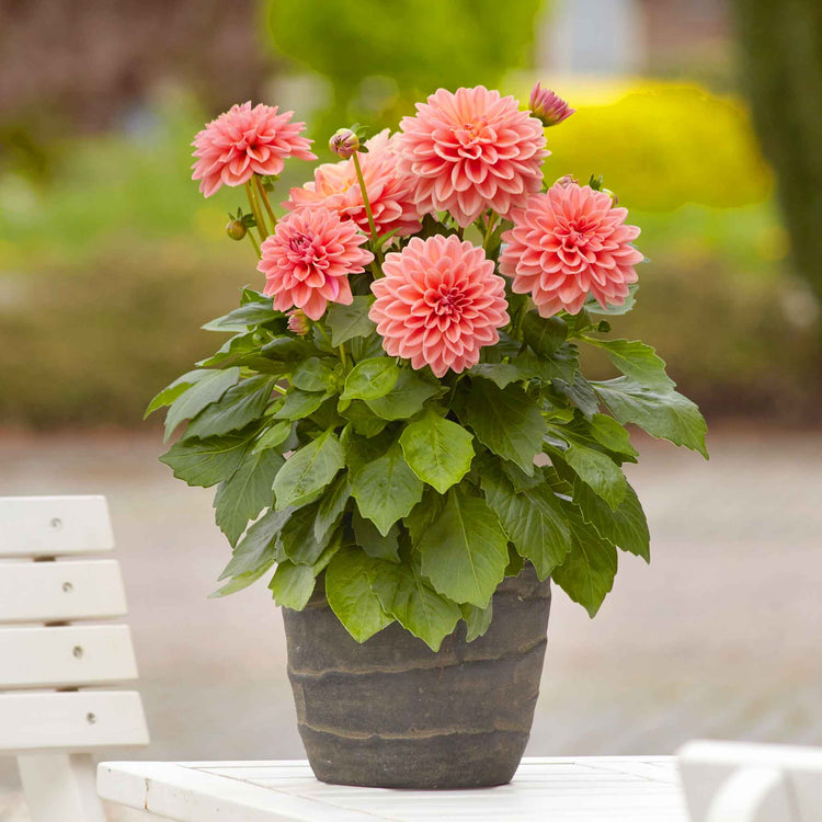 dahlia lily flower Dahlia Plants 'Dahlietta Surprise Lily'