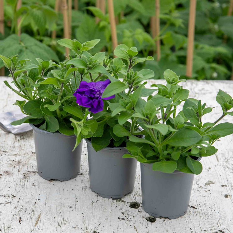 Petunia Plant 'Tumbelina Sophia'