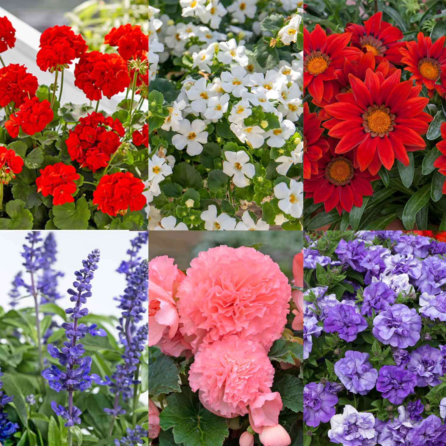 Marshalls 9cm Bedding Selection 6 Plants Buy Bedding Plants Online