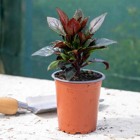 Impatiens Plant Clockwork 'Bicolour Lilac Dark Leaf'