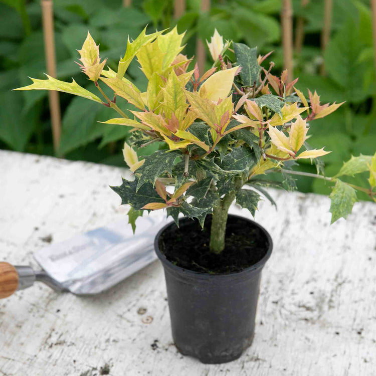 Osmanthus heterophyllus Plant 'Goshiki'