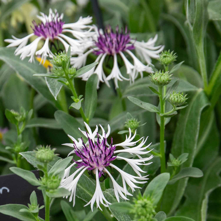 Centaurea Plant 'Amethyst in Snow'