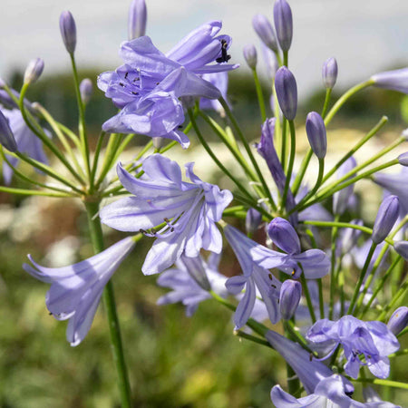 Agapanthus Plant 'Blue Storm'