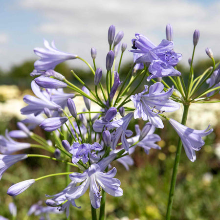 Agapanthus Plant 'Blue Storm'
