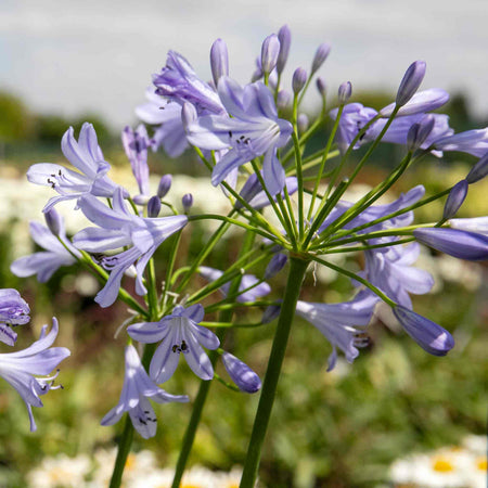 Agapanthus Plant 'Blue Storm'