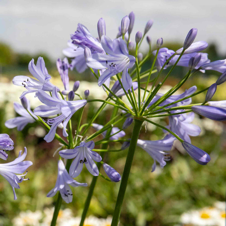Agapanthus Plant 'Blue Storm'