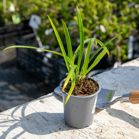 Agapanthus Plant 'Twister'