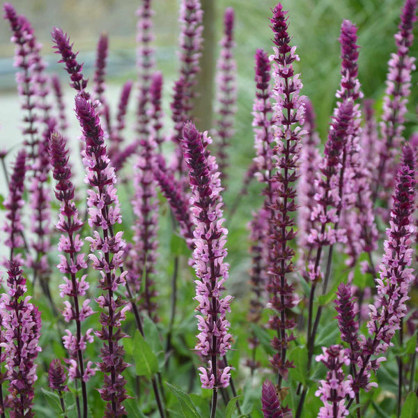 Salvia Plant Caradonna 'Pink Inspiration'