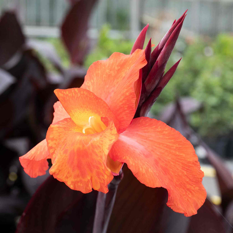 Canna Plant 'Tropicana Black'
