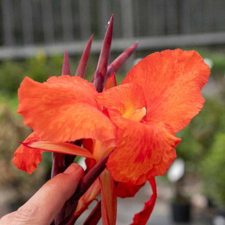 Canna Plant 'Tropicana Black'