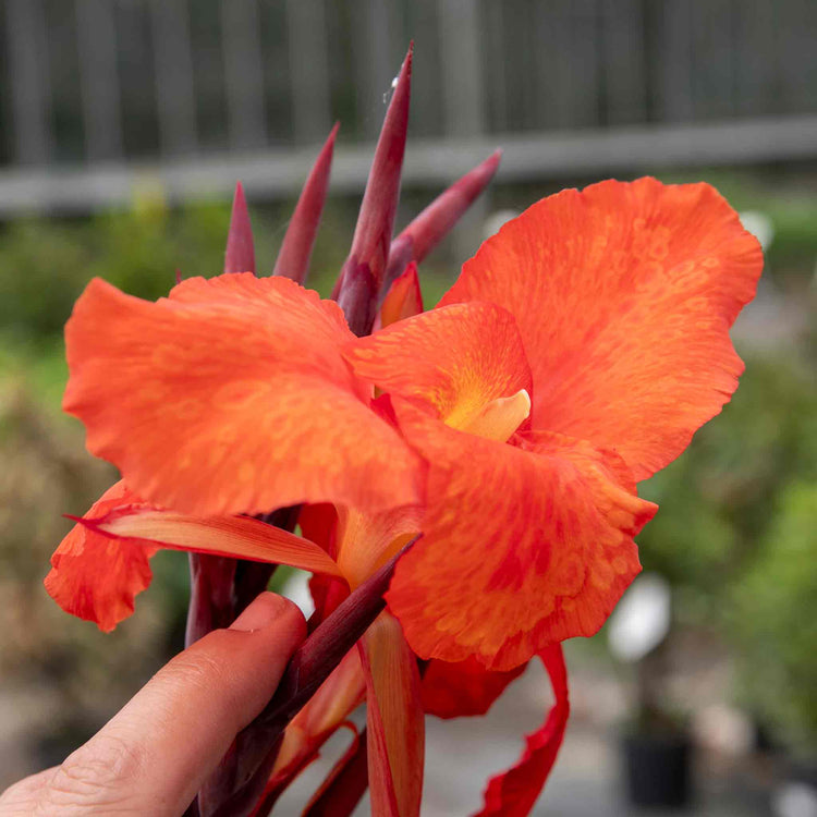 Canna Plant 'Tropicana Black'