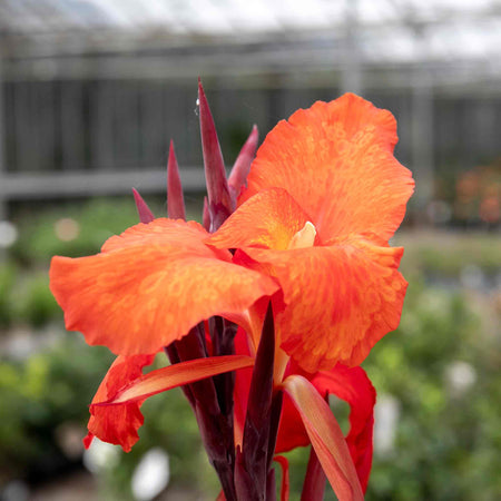 Canna Plant 'Tropicana Black'