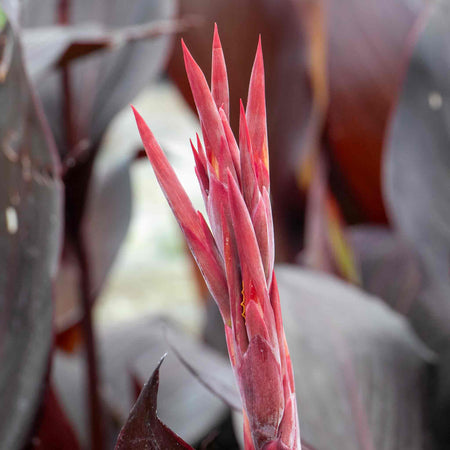 Canna Plant 'Tropicana Black'
