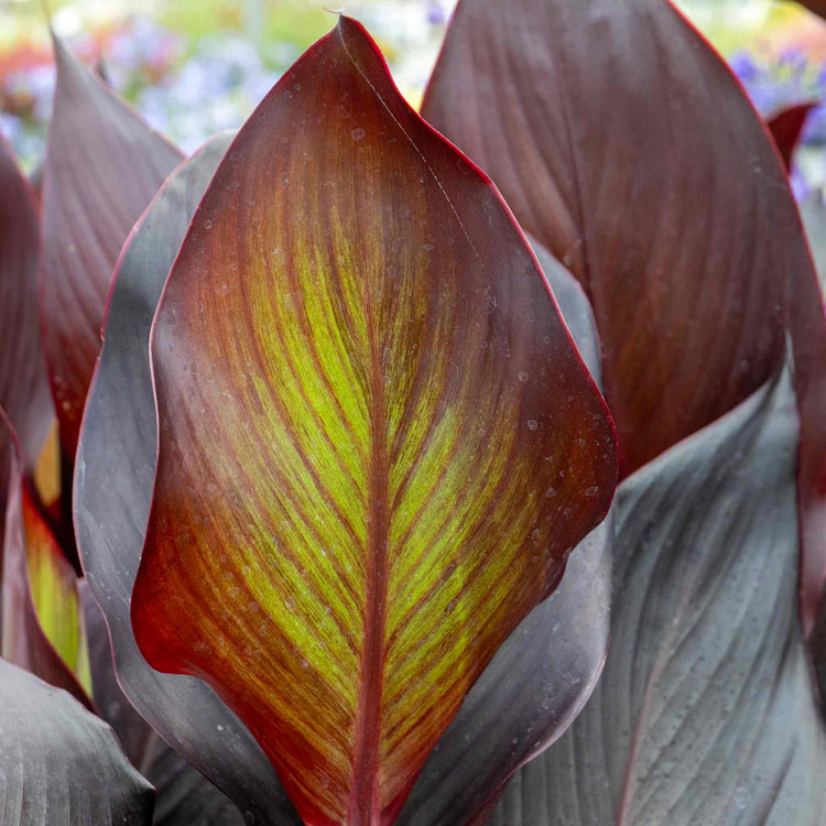 Canna Plant 'Tropicana Black'