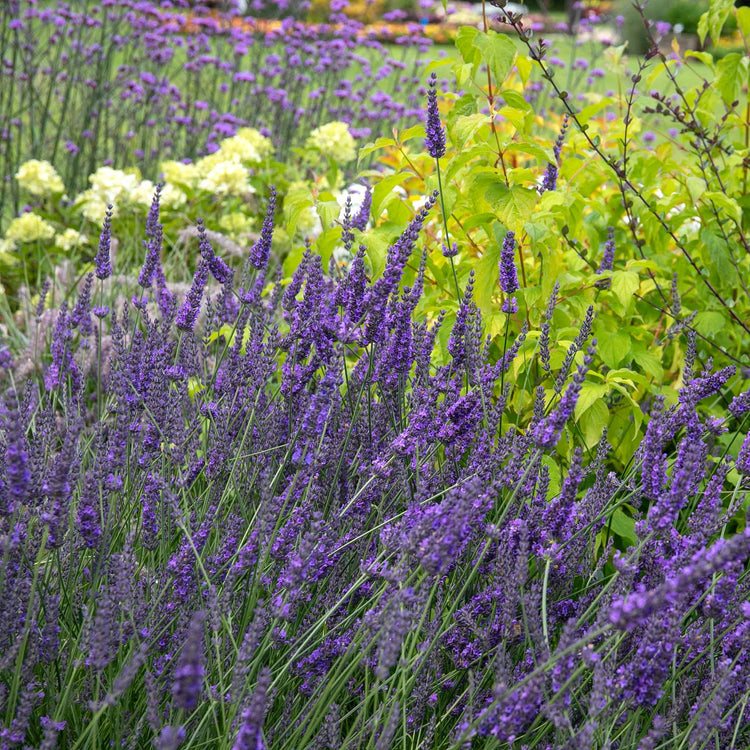 scentsational lavender plant Lavender Plant 'Phenomenal'