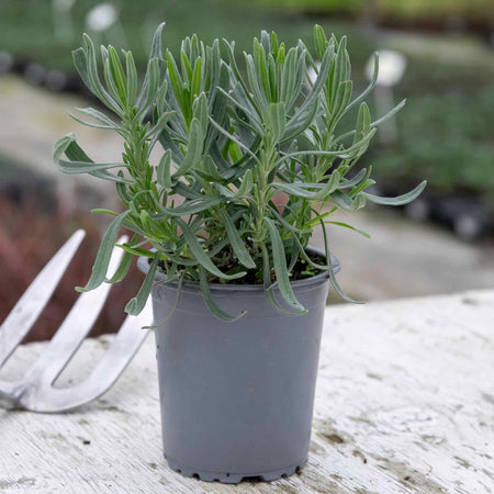 Lavender Plant 'Phenomenal'