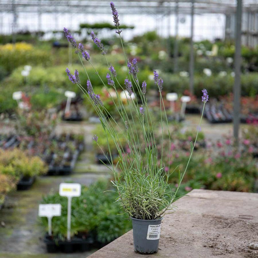 Lavender Plant 'Phenomenal' 1 x 9cm Potted Plant Buy Lavender