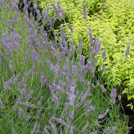 Lavender Plant 'Phenomenal'