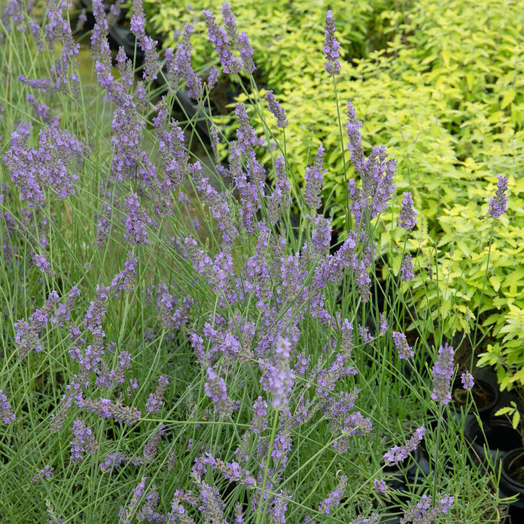 Lavender Plant 'Phenomenal'