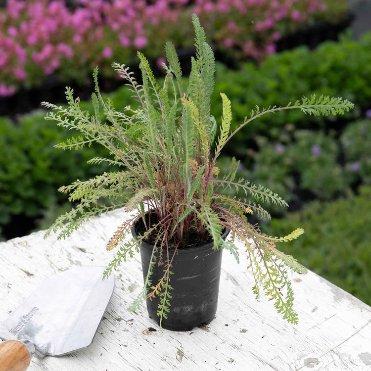 Achillea Plant ''Mill Walter funken'