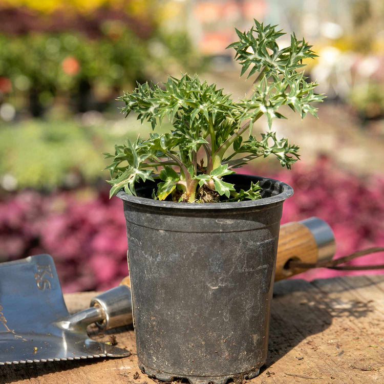 Eryngium Plant 'Bourgatii Picos Blue'