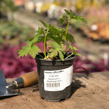 Geranium Plant 'Sylvaticum Mayflower'