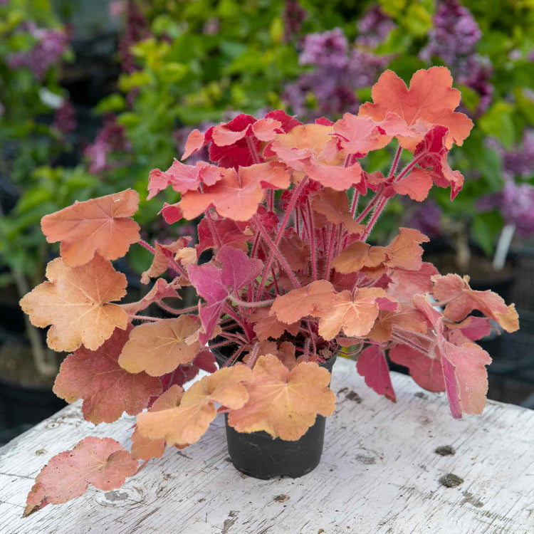 Heuchera Plant 'Caramel'