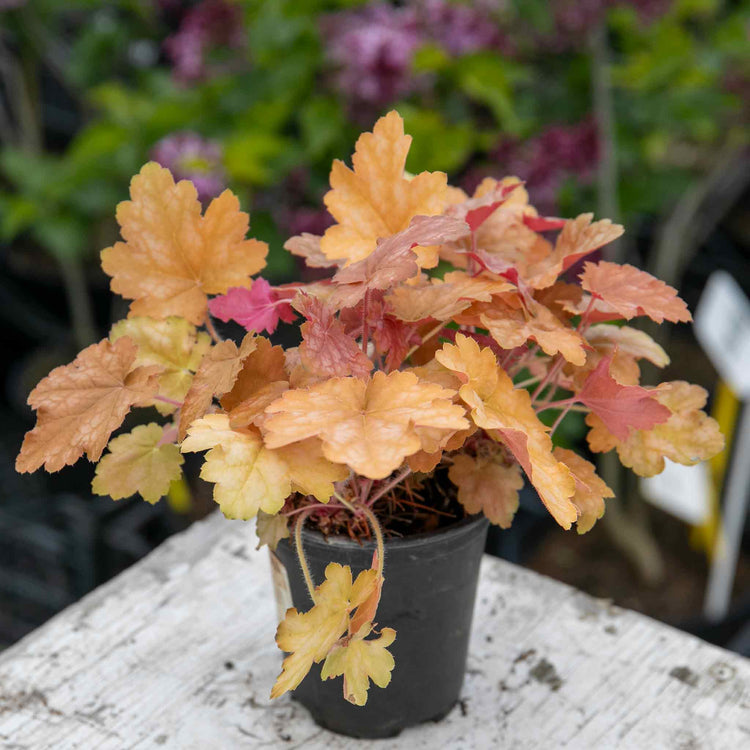 Heuchera Plant 'Ginger Ale'