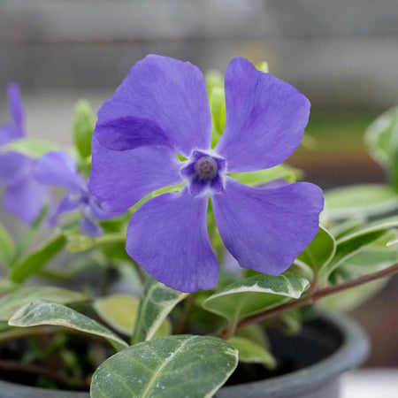 Vinca Plant 'Minor Ralph Shugart'