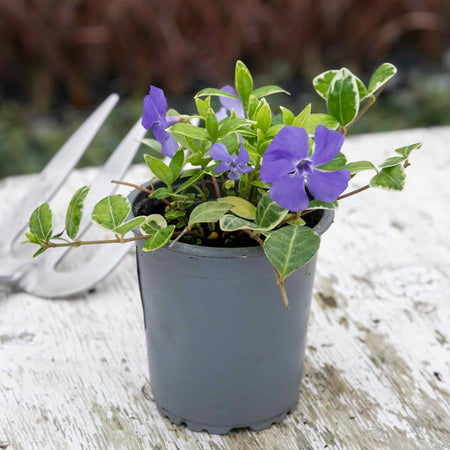 Vinca Plant 'Minor Ralph Shugart'