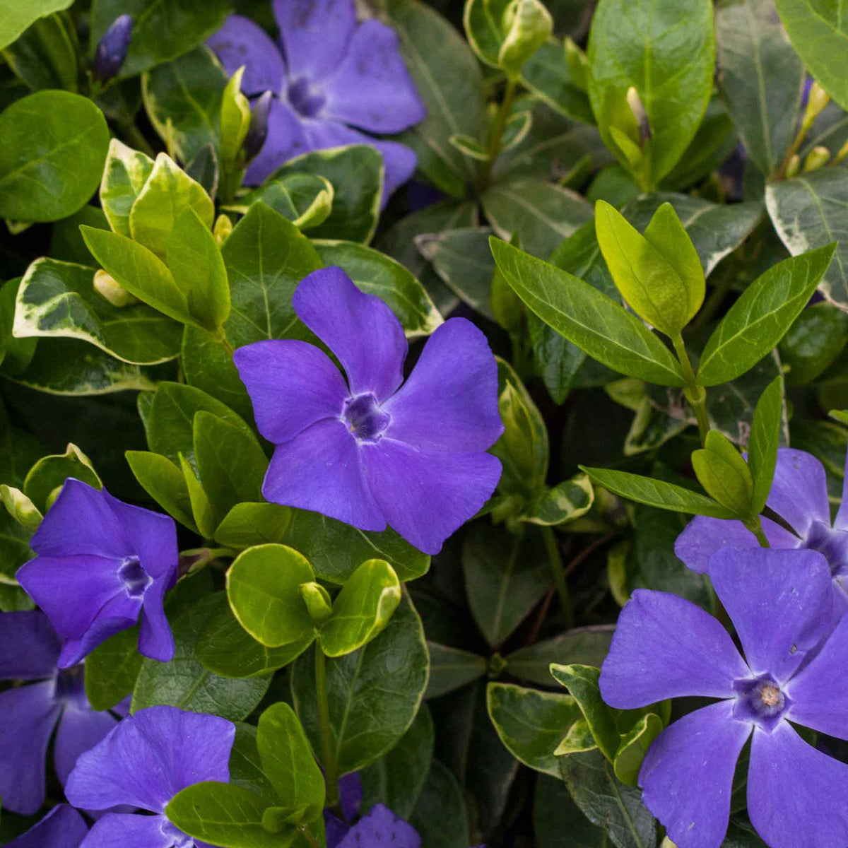 Vinca minor 'Ralph Shugart' 9cm Pot Buy Vinca Plants Online Vinca