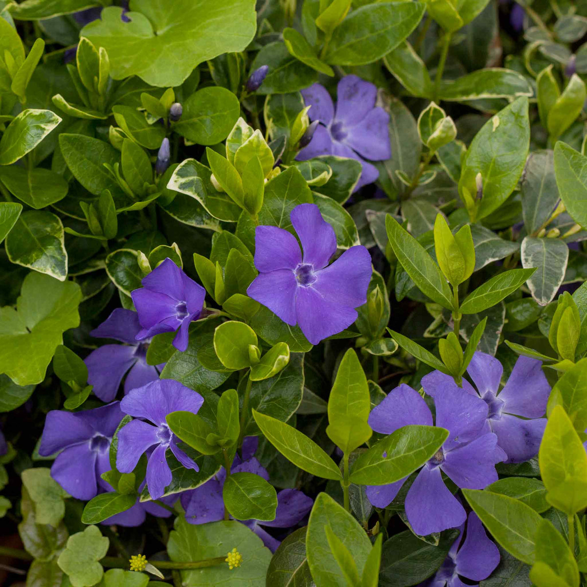 Vinca minor 'Ralph Shugart' 9cm Pot Buy Vinca Plants Online Vinca