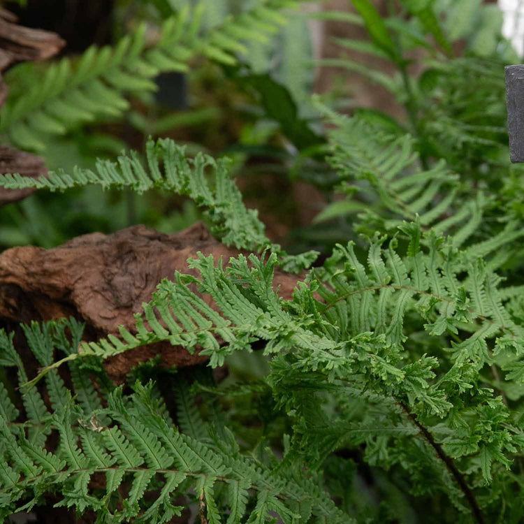 Dryopteris Plant 'Affinis Cristata The King'