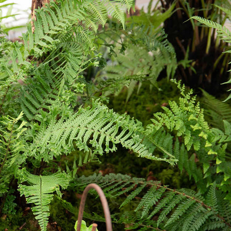 Dryopteris Plant 'Affinis Cristata The King'