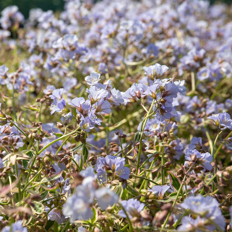 Polemonium Plant 'Stairway To Heaven'