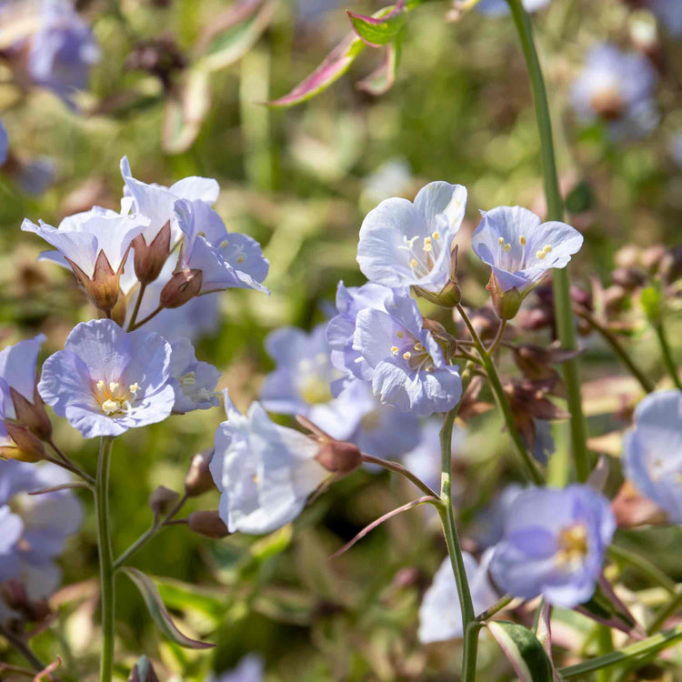 Polemonium Plant 'Stairway To Heaven'