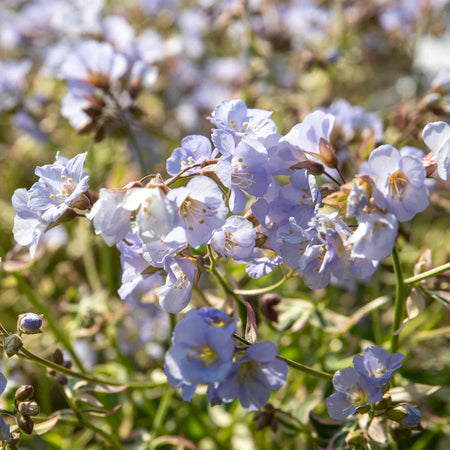 Polemonium Plant 'Stairway To Heaven'