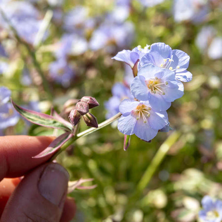 Polemonium Plant 'Stairway To Heaven'
