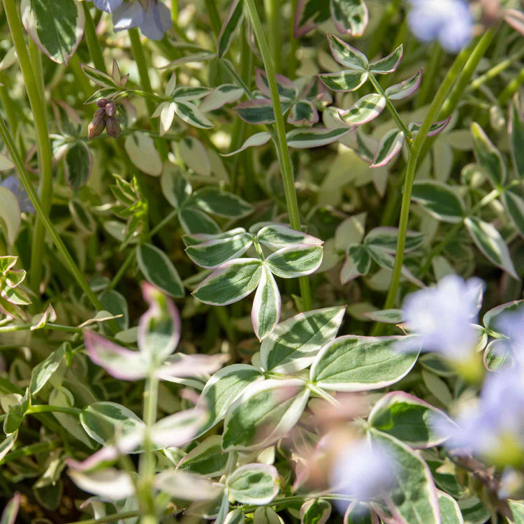 Polemonium Plant 'Stairway To Heaven'