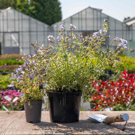 Polemonium Plant 'Stairway To Heaven'