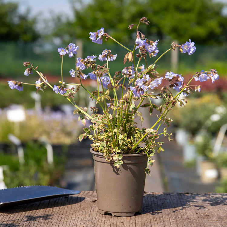 Polemonium Plant 'Stairway To Heaven'